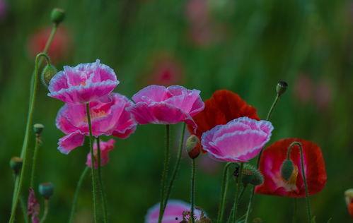 虞美人盛开的山坡